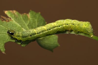 變梳夜蛾 Ctenoplusia mutans