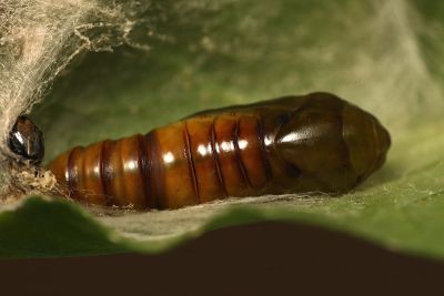 變梳夜蛾 Ctenoplusia mutans