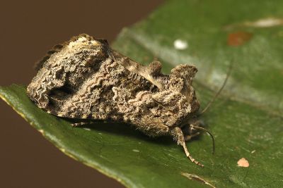 變梳夜蛾 Ctenoplusia mutans