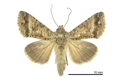 變梳夜蛾 Ctenoplusia mutans 雌蟲