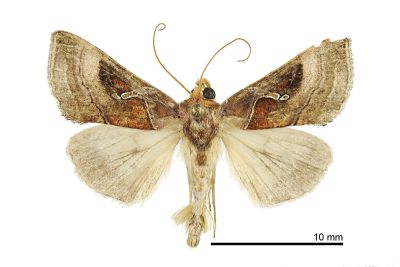 弧線澄夜蛾 Dactyloplusia impulsa 雄蟲