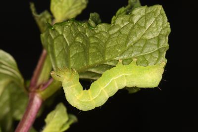 弧金翅夜蛾 Thysanoplusia orichalcea