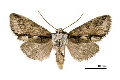 苗栗貧夜蛾 Allophyes miaoli 雌蟲