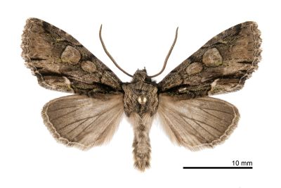 蘭陽尖翅夜蛾 Belosticta cinerea ilan 雄蟲