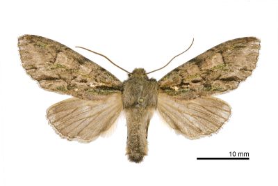 冬尖翅夜蛾 Belosticta crassa 雌蟲