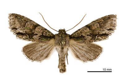 冬尖翅夜蛾 Belosticta crassa 雄蟲