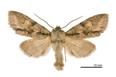 冬尖翅夜蛾 Belosticta crassa 雄蟲