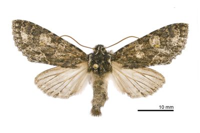 陰黑尖翅夜蛾 Belosticta funesta 雄蟲