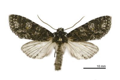 陰黑尖翅夜蛾 Belosticta funesta 雄蟲