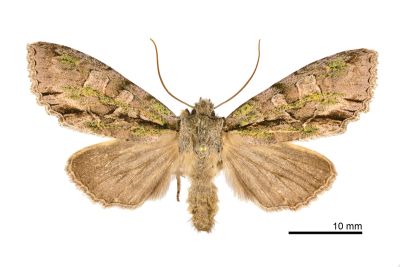 秋尖翅夜蛾 Belosticta laxa 雌蟲