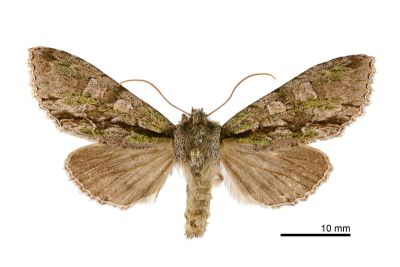 秋尖翅夜蛾 Belosticta laxa 雄蟲