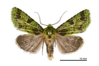 臺灣秋唯夜蛾 Vigentinocome autumnalis 雄蟲