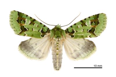 臺灣雅夜蛾 Discibocome pulchra 雌蟲