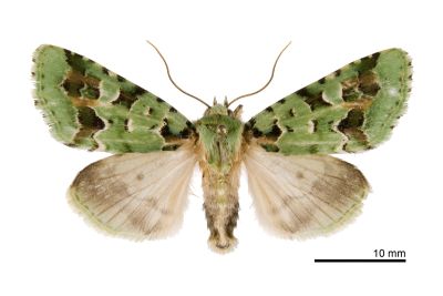 臺灣雅夜蛾 Discibocome pulchra 雄蟲