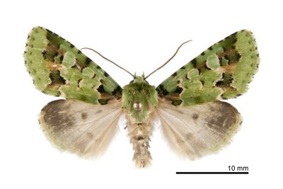 臺灣雅夜蛾 Discibocome pulchra 雄蟲