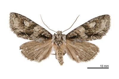 韋氏巨夜蛾 Meganephria weixleri 雌蟲