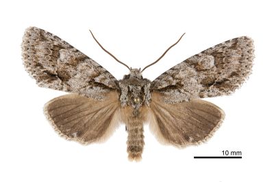 韋氏巨夜蛾 Meganephria weixleri 雄蟲