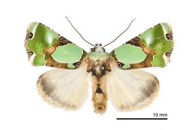 燦孔雀夜蛾 Nacna splendens 雄蟲
