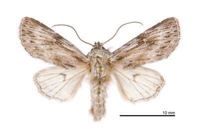 寶島波夜蛾 Speidelia formosa 雄蟲
