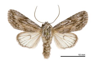寶島波夜蛾 Speidelia formosa 雄蟲
