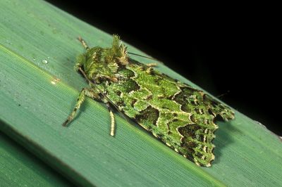 臺灣秋唯夜蛾 Vigentinocome autumnalis 雄蟲