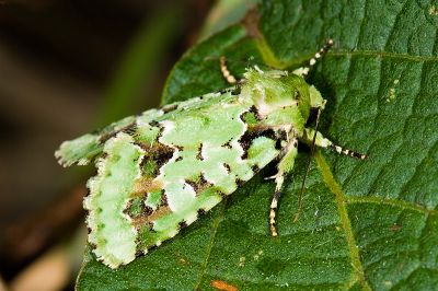 臺灣雅夜蛾 Discibocome pulchra 雌蟲