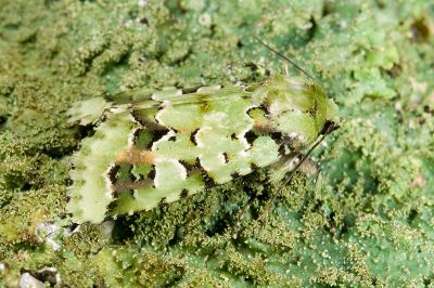 臺灣雅夜蛾 Discibocome pulchra 雄蟲