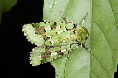臺灣雅夜蛾 Discibocome pulchra 雌蟲