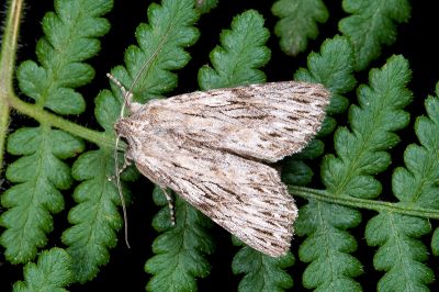 寶島波夜蛾 Speidelia formosa 雄蟲
