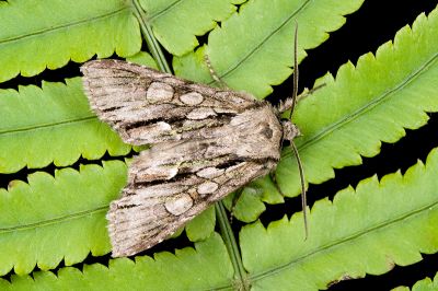 蘭陽尖翅夜蛾 Belosticta cinerea ilan 雄蟲