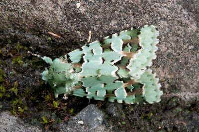 臺灣雅夜蛾 Discibocome pulchra 雌蟲