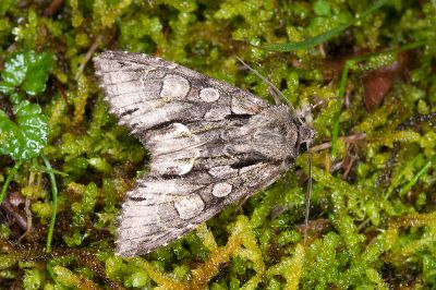 蘭陽尖翅夜蛾 Belosticta cinerea ilan 雄蟲