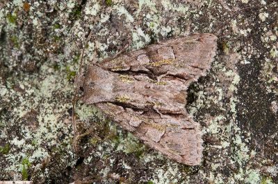 秋尖翅夜蛾 Belosticta laxa 雄蟲