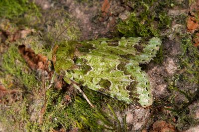 臺灣秋唯夜蛾 Vigentinocome autumnalis 雄蟲