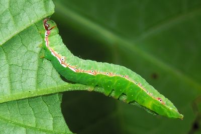 臺灣雅夜蛾 Discibocome pulchra