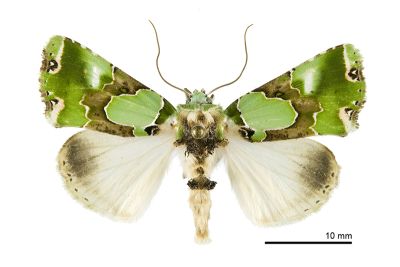 布施曼孔雀夜蛾 Nacna buschmannferenci 雄蟲