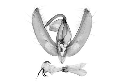 燦孔雀夜蛾 Nacna splendens 雄蟲