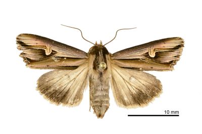 Actinotia intermediata 雌蟲