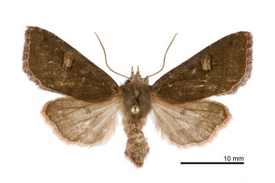 方腎棕夜蛾 Agrocholorta albirena chihtuana 雌蟲
