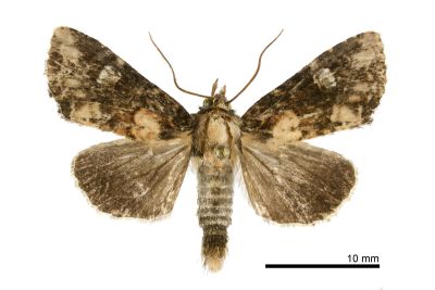 Anapamea sp. nov. 雄蟲