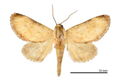 Anodontodes rotunda 雄蟲