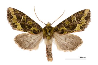 綠鵰夜蛾 Antivaleria viridentata 雄蟲