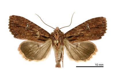 水秀夜蛾 Apamea aquila substriata 雄蟲