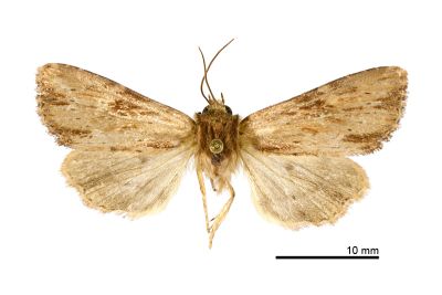 黃褐雲斑秀夜蛾 Apamea crenata 雄蟲