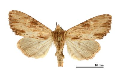 黃褐雲斑秀夜蛾 Apamea crenata 雌蟲