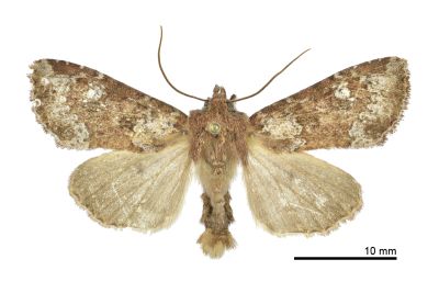 何氏秀夜蛾 Apamea herczigi 雄蟲