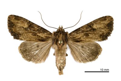 朋秀夜蛾 Apamea sodalis 雌蟲