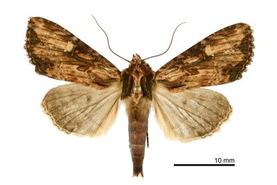 朋秀夜蛾 Apamea sodalis 雌蟲