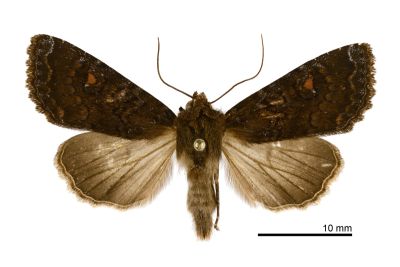 臺灣秀夜蛾 Apamea taiwana 雌蟲