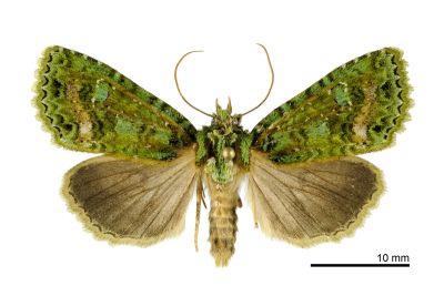碧璽夜蛾 Aplexiphleps smaragdistis 雌蟲